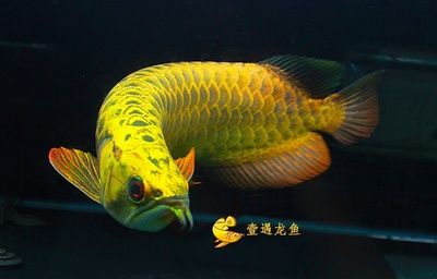 过背金龙多大珠鳞亮（过背金龙鱼珠鳞何时全亮） 和尚鱼 第2张