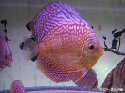 百万鱼的观赏鱼（孔雀鱼的品种和特点） 水族周边 第3张