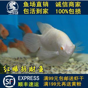 死金龙鱼能吃吗（关于死金龙鱼的问题） 水族问答 第1张