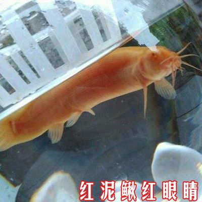 死金龙鱼能吃吗（关于死金龙鱼的问题） 水族问答 第3张