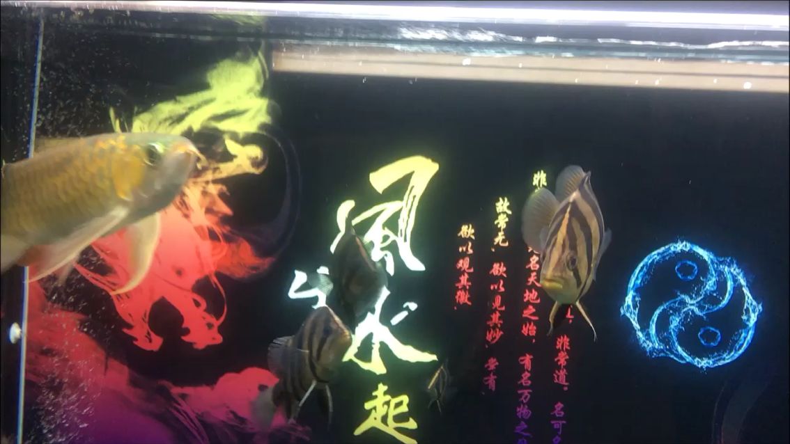 状态棒棒的（一路成长,黄小胖评论：这个不错,草莓声明评论：美） 观赏鱼论坛