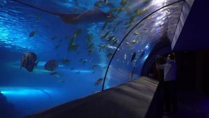 观赏鱼水族馆视频播放（唐加文的4k视频之旅） 马印水族 第1张