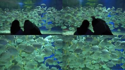 观赏鱼水族馆视频播放（唐加文的4k视频之旅） 马印水族 第4张