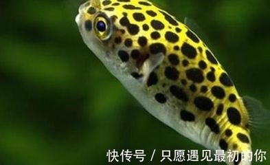 比较安静的观赏鱼有哪些（安静的水族箱环境可以选择一些性情温和、不太活跃的鱼类） 鱼缸等水族设备 第4张