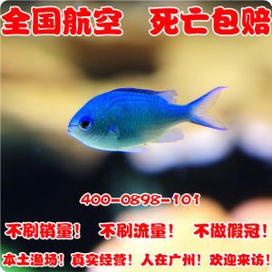 海水观赏鱼渔场设计图（海水观赏鱼渔场的设计）