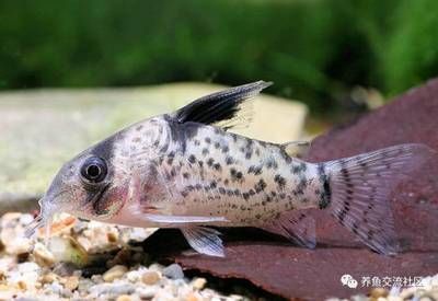 花鼠鱼（花鼠鱼在养殖过程中需要注意以下几点花鼠鱼在养殖过程中要注意）