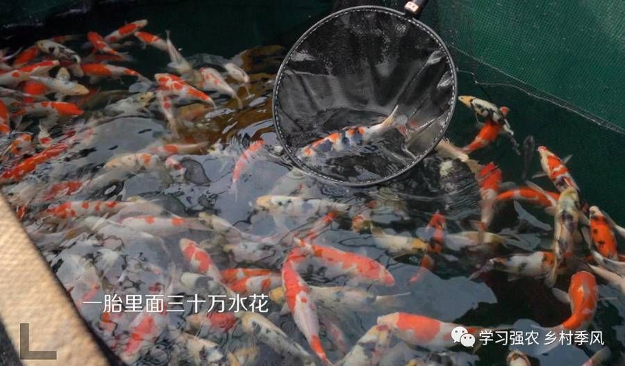 观赏鱼挣钱吗现在（2022年中国宠物鱼油市场规模4936亿元，宠物猫食品占比持续下降） 龙鱼之家 第1张