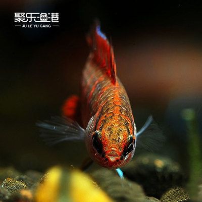 观赏鱼快递费（观赏鱼快递费用影响因素） 水族灯（鱼缸灯） 第1张