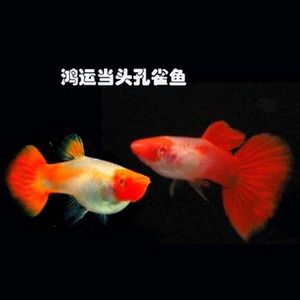 观赏鱼快递费（观赏鱼快递费用影响因素） 水族灯（鱼缸灯） 第4张