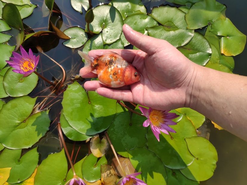 肥嘟嘟的小家伙可爱的很（抓住夏天的尾巴，看一看这莲花）