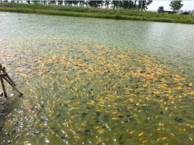 本地野生观赏鱼品种（原生观赏鱼的种类和特点）