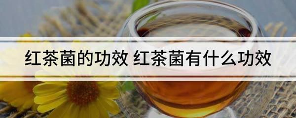 红茶菌为什么不流行（为什么红茶菌不再流行了）