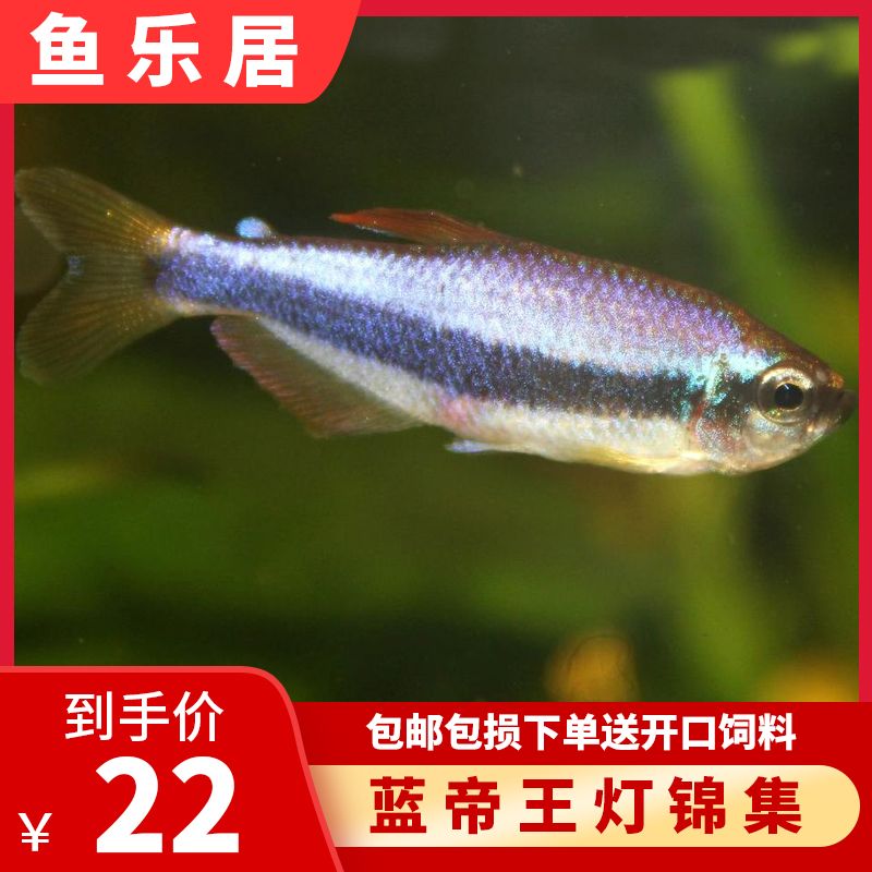 好看的小型淡水观赏鱼品种（七彩神仙鱼的饲养秘籍） 麦肯斯银版鱼 第1张