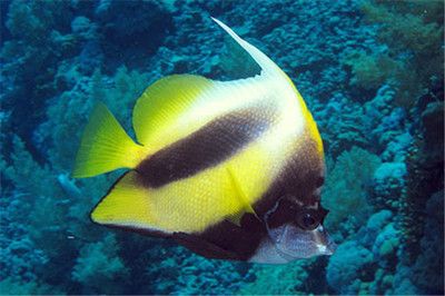 观赏鱼飘在水面上（观赏鱼飘在水面上可能由多种原因引起水族生态系统的维护） 进口元宝凤凰鱼 第4张