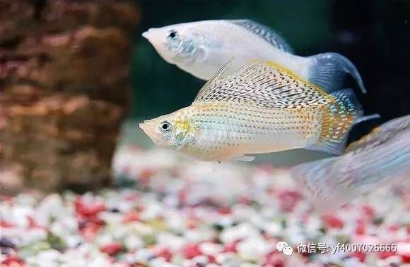 常见的小型观赏鱼种类（小型观赏鱼的种类介绍） 鱼缸等水族设备 第3张