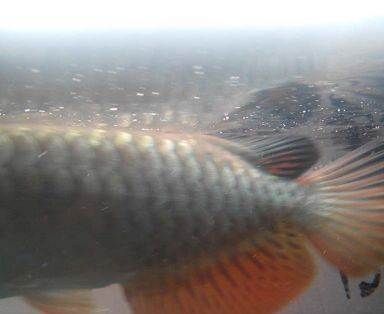 雷龙鱼饲料鱼（关于雷龙鱼的问题） 水族问答