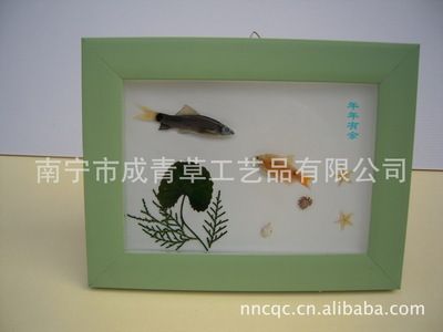 观赏鱼标本制作方法（观赏鱼标本制作方法主要有以下几种常见的观赏鱼标本制作方法） 福满钻鱼 第1张