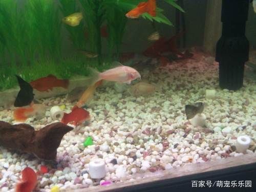 观赏鱼专用盐对鱼好不好呢（盐在水族养殖中的作用） 白子银版鱼 第3张