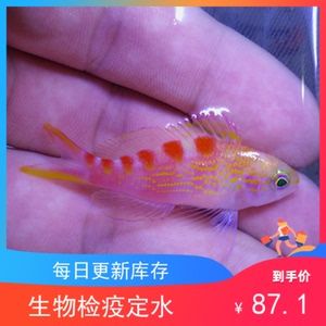 海鱼观赏鱼品种有哪些（关于海水观赏鱼的知识） 鱼粮鱼药 第3张