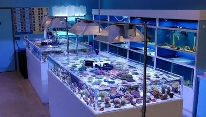 NO1水族进货渠道（no1水族批发市场是水族店进货的主要来源之一） 立达金龙鱼 第1张