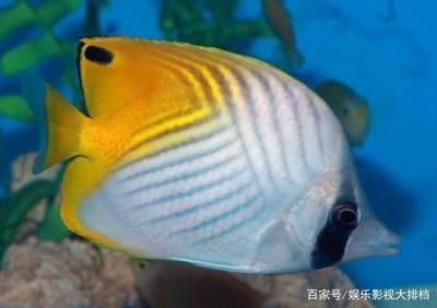 海水观赏鱼难养吗（海水观赏鱼的养护秘籍） 大正锦鲤鱼 第1张