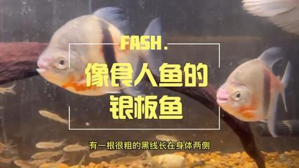 粗线银板鱼能不能用黄粉（粗线银板鱼能否使用黄粉）