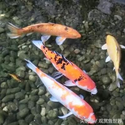 观赏鱼蒙眼怎么治疗（观赏鱼蒙眼病怎么办） 爱龙仕 第1张