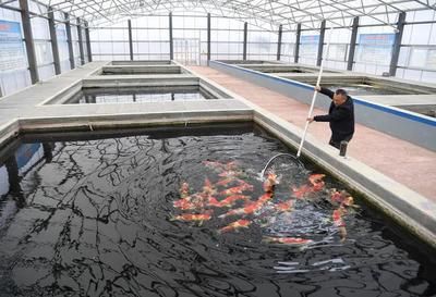 观赏鱼繁育基地建设（河南省开封市观赏鱼繁育基地观赏鱼繁育基地成为全球趋势）