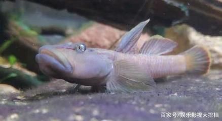 海南海水观赏鱼好养吗知乎视频（海南海水观赏鱼的养护技巧） 细线银版鱼 第4张