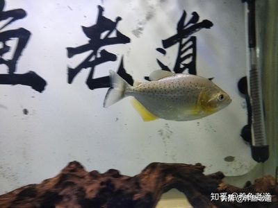 观赏鱼每次喂多少（关于观赏鱼喂食量的一些建议） 可丽爱鱼缸 第4张