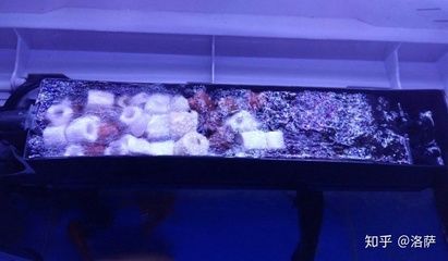 观赏鱼专用盐有毒吗知乎（水族馆经济与营销策略水族馆经济与营销策略水族馆）