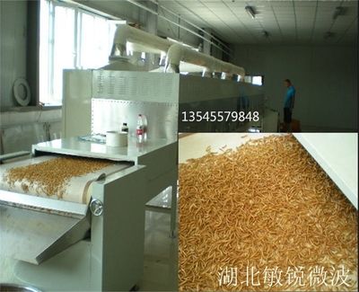 黑水虻微波干燥（关于黑水虻微波干燥的一些详细信息） 锦鲤饲料 第4张