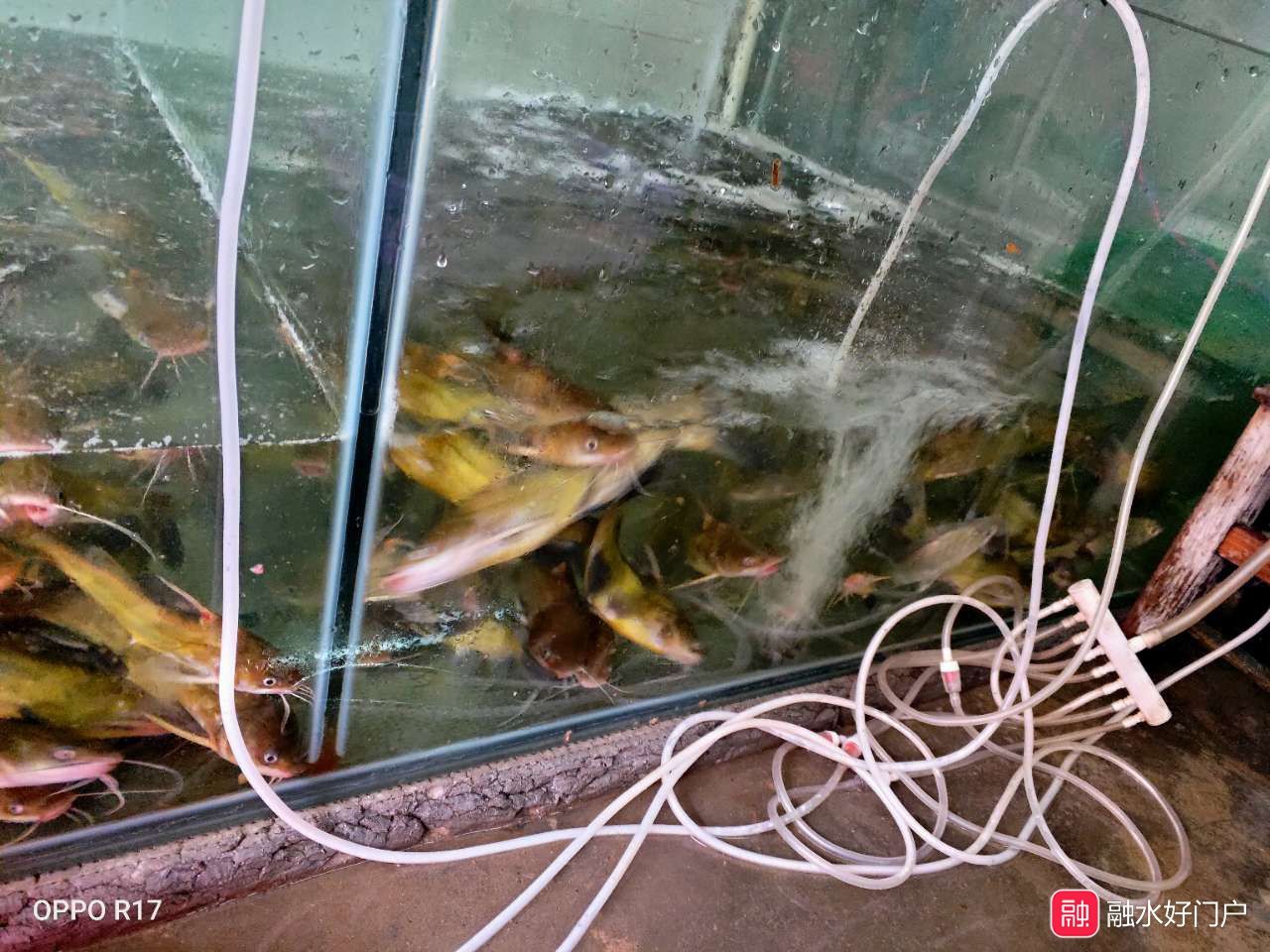 观赏鱼店的市场变化趋势是什么（观赏鱼市场发展趋势） 白化火箭 第3张