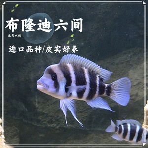 观赏鱼淘宝店铺推荐文案搞笑幽默（淘宝上哪些店铺的观赏鱼比较幽默幽默）