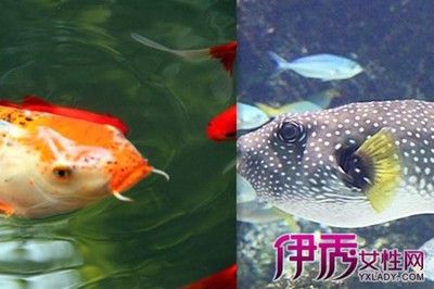 大体型观赏鱼喂食后死亡（大体型观赏鱼喂食后死亡的具体原因） 垂钓乐园 第1张