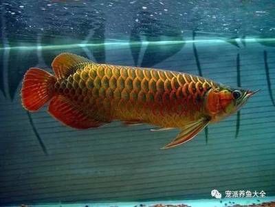 淡水观赏鱼寿命（淡水观赏鱼的寿命） 广州祥龙国际水族贸易 第3张