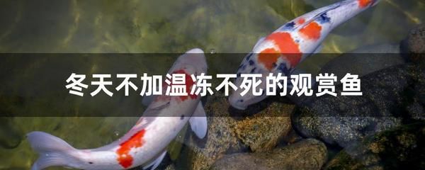 冬天不加温冻不死的观赏鱼凶残（冬天不加温冻不死的观赏鱼需要谨慎对待它们的饲养方法） 喂食器 第1张