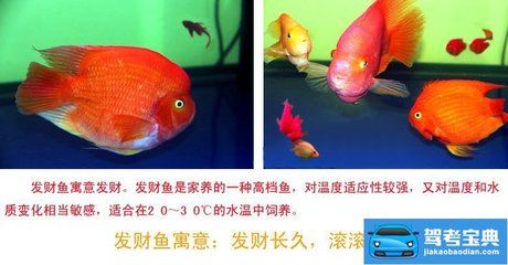 虎鲨观赏鱼 广州祥龙国际水族贸易 第1张