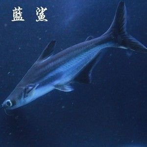 虎鲨观赏鱼 广州祥龙国际水族贸易 第3张