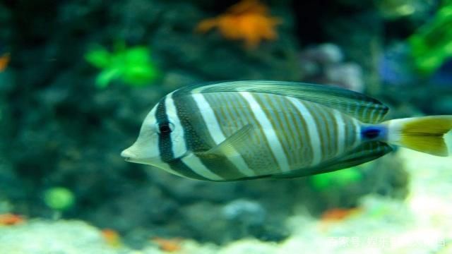 海水观赏鱼饲养指南（根据搜索结果整理的海水观赏鱼饲养指南） 红头利鱼 第4张