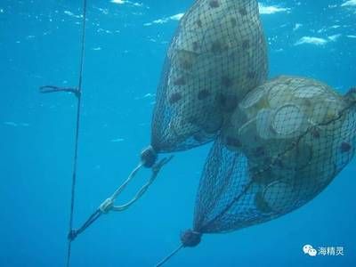 海水观赏鱼捕捞（关于海水观赏鱼捕捞的一些详细信息）