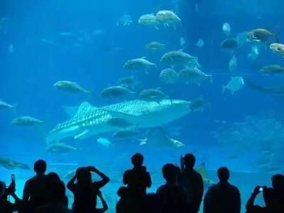 广州水族馆（广州市多个水族馆门票价格） 野生地图鱼 第3张