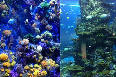 广州水族馆（广州市多个水族馆门票价格） 野生地图鱼 第4张