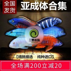 非洲观赏鱼进口（非洲观赏鱼的进口流程） 水族品牌 第4张