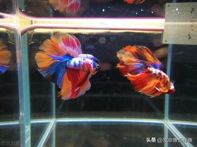 斗鱼观赏鱼寿命（斗鱼的寿命一般为2-3年，但可以活到5-6年） 祥龙进口元宝凤凰鱼 第4张