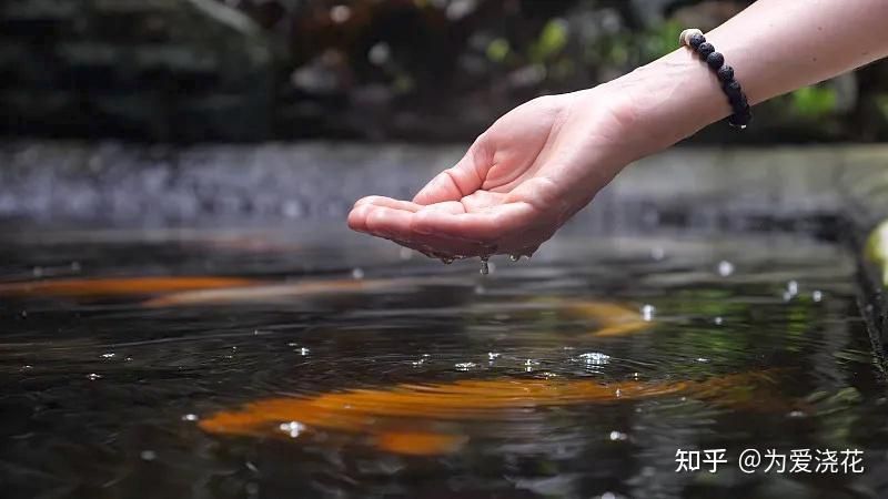 观赏鱼场建设（建设一个成功的观赏鱼养殖场需要做哪些工作） 广州龙鱼批发市场