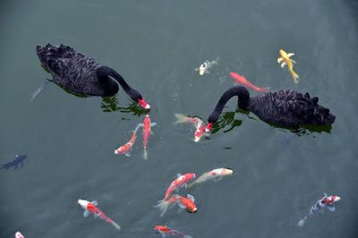 公园的观赏鱼可以吃吗（公园中的观赏鱼不要捕捞或食用观赏鱼） 银古鱼苗 第3张