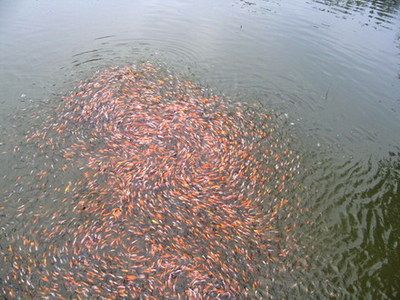 观赏鱼病害防治中心（北京首家免费“观赏鱼鱼病生态防治策略生态防治策略”） 元宝鲫 第3张