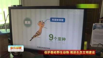 凤冠鱼是几级保护动物（关于凤冠鱼的生态保护） 鱼缸百科 第2张