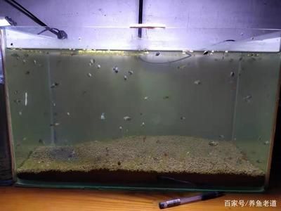 好养小型观赏鱼（小型观赏鱼的养护） 祥龙龙鱼专用水族灯 第1张